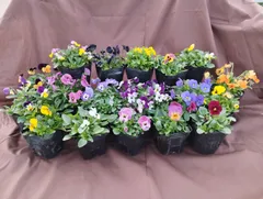 2025年最新】苗の人気アイテム - メルカリ