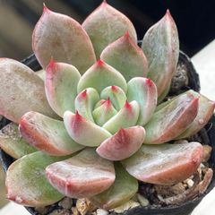 多肉植物♡白菊の舞❤︎抜き苗(根付き) - メルカリ