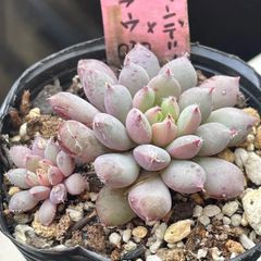 多肉植物♡白菊の舞❤︎抜き苗(根付き) - メルカリ