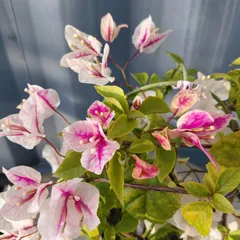 2025年最新】ブーゲンビリア 苗の人気アイテム - メルカリ