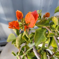 ブーゲンビリア　斑入りNo931 らくらくメルカリ便発送‼️ ブーゲンビリア 斑入りNo931 らくらくメルカリ便発送‼️