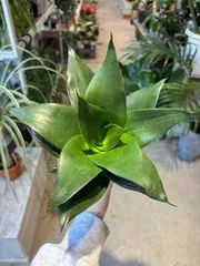 2025年最新】サンセベリアドラゴンの人気アイテム - メルカリ