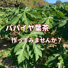 パパイヤ葉茶用・パパイヤの葉(生)　約200g