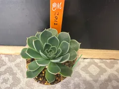 2025年最新】miya苗の人気アイテム - メルカリ