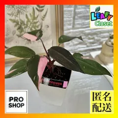 2025年最新】フィロデンドロンピンクプリンセスの人気アイテム - メルカリ