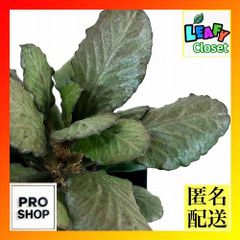 多肉植物】【塊根植物】【盆栽】 ユーフォルビア フランコイシー 迫力