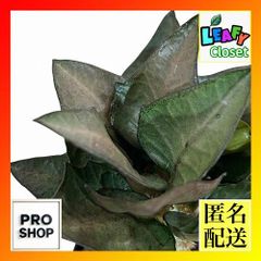 多肉植物】【塊根植物】【盆栽】 ユーフォルビア フランコイシー 迫力
