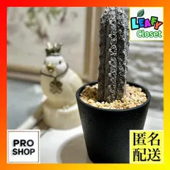 2026年最新】アブデルクリの人気アイテム - メルカリ