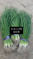 2025年最新】玉ねぎ苗 晩生の人気アイテム - メルカリ