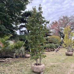 極太幹】3m ココスヤシ - メルカリ