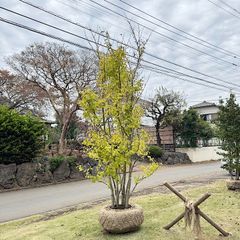 ダブルヘッド】ソテツ - メルカリ