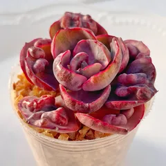 2025年最新】ビヨンセ錦の人気アイテム - メルカリ