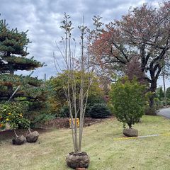 極太幹】ワシントンヤシ - メルカリ