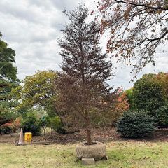 極太幹】3m ココスヤシ - メルカリ