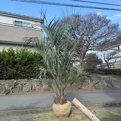 極太幹】ワシントンヤシ - メルカリ