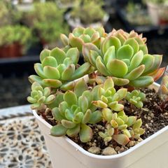 多肉植物 ☘️ ラズベリーアイス お子様付き 抜き苗 - メルカリ