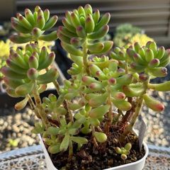 多肉植物 ☘️ 水蜜桃 大きめ苗 抜き苗 - メルカリ