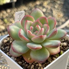 多肉植物 ☘️ 水蜜桃 大きめ苗 抜き苗 - メルカリ