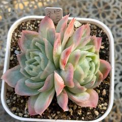 多肉植物 ☘️ ピンクルルビー めちゃくちゃいっぱい 抜き苗 - メルカリ