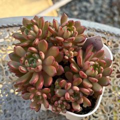 多肉植物 ☘️ 水蜜桃 大きめ苗 抜き苗 - メルカリ