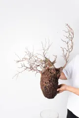 2025年最新】パキプス ベアルートの人気アイテム - メルカリ