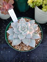 多肉植物 アミスター錦 抜き苗 - メルカリ