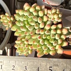 大セール‼️古都の葉さん苗❣️小桃いろは❣️札付き❗️多肉植物 抜き