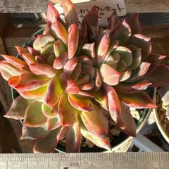 ピーチコロン❣️ファームパルクさん 命名株❣️札付き❗️多肉植物