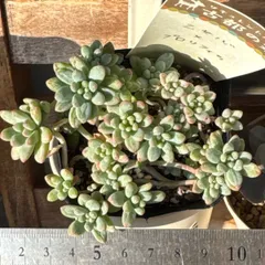 ぶどうのほっぺ メルカリ便 札付き・抜き苗 古都の葉さん苗 2025年最新】古都の葉の人気アイテム - メルカリ