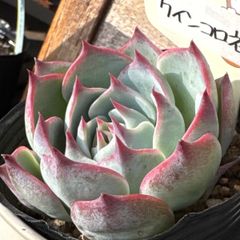 多肉植物 苺恋の国のアリス（ココニコさん苗）札付き - メルカリ