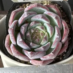 2025年最新】ふぁーむパルクの人気アイテム - メルカリ