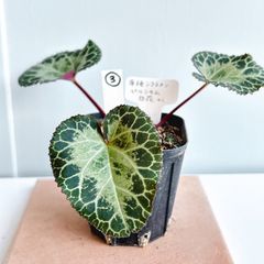 原種シクラメン♡　ペルシカム　シルバーリーフ（白花）