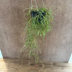 ホヤ アルゲンティア プリンセス【現品・タグ付・鉢付・メルカリ便