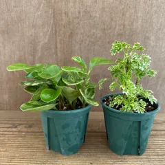 【サンプル】ポリシャス シュガーベビー・ペペロミア ゴールデンゲート 2種セット Polyscias  Peperomia 斑入り 観葉植物 観葉 植物 インテリア プレゼント おしゃれ かわいい ミニ 小さい おうち時間 鉢植え グリーン おすすめ
