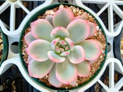 多肉植物 アミスター錦 抜き苗 - メルカリ