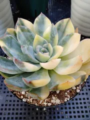 2025年最新】スリョン 多肉の人気アイテム - メルカリ