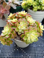 お纏め　多肉植物　アミスター錦　抜き苗 多肉植物 アミスター錦 抜き苗 - メルカリ