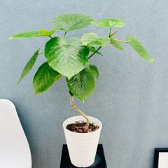 在庫］ビッグサイズ！！ アカシア フロリバンダ 8号 観葉植物 レア