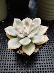 お纏め　多肉植物　アミスター錦　抜き苗 多肉植物 アミスター錦 抜き苗 - メルカリ