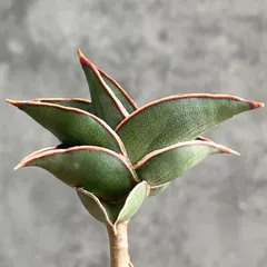 2025年最新】サンスベリア サンセベリア ロリダの人気アイテム - メルカリ