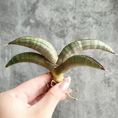 2025年最新】サンセベリア希少の人気アイテム - メルカリ