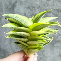 ☆S-23 稀少 サンスベリア rudaru ルダル 鉢ごとメルカリ発送 ☆S-23 稀少 サンスベリア rudaru ルダル 鉢ごとメルカリ発送