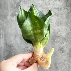 2025年最新】サンスベリア斑入りの人気アイテム - メルカリ