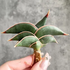 観葉植物《らくらくメルカリ便♪」サンセ ベリア・希少・美苗株★ Aya ★抜き苗 観葉植物《らくらくメルカリ便♪」サンセ ベリア・希少・美苗株☆ Aya