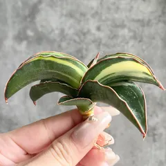 2025年最新】サンスベリア 希少の人気アイテム - メルカリ