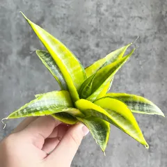 2025年最新】サンスベリア斑入りの人気アイテム - メルカリ