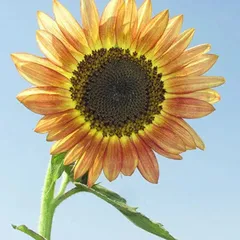 花種子 Urban Collection Sunflower Santa Fe Sunset(F1) Seeds サンフラワー サンタ フェ サンセット F1（ヒマワリ）のタネ