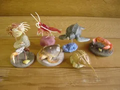 2026年最新】オオベソオウムガイの人気アイテム - メルカリ