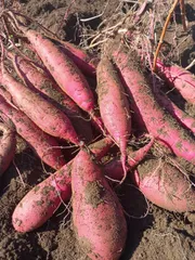 サービス品 紅はるか