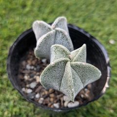 多肉植物 ガステリア属 子宝錦 - メルカリ
